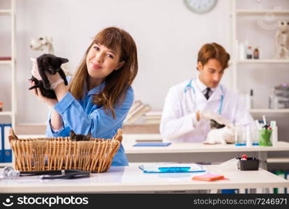 Doctor and assistant in vet clinic checking up kitten. The doctor and assistant in vet clinic checking up kitten