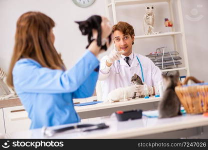 Doctor and assistant in vet clinic checking up kitten