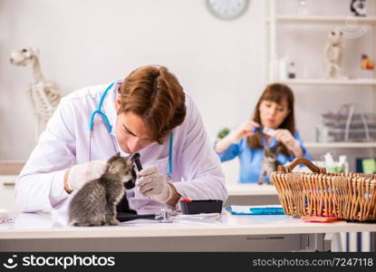 Doctor and assistant in vet clinic checking up kitten