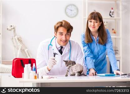 Doctor and assistant in vet clinic checking up kitten. The doctor and assistant in vet clinic checking up kitten