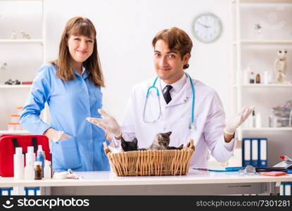 Doctor and assistant in vet clinic checking up kitten