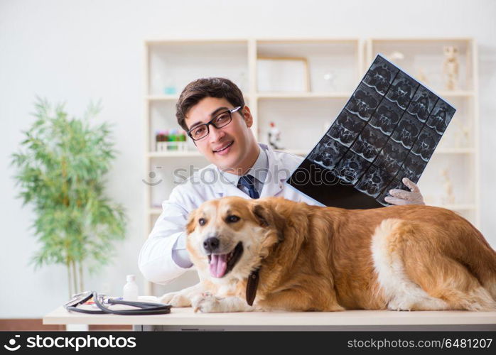 Doctor examining golden retriever dog in vet clinic