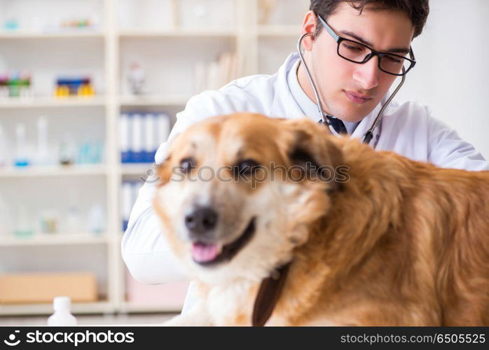 Doctor examining golden retriever dog in vet clinic