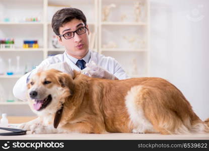 Doctor examining golden retriever dog in vet clinic