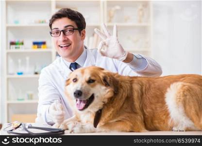Doctor examining golden retriever dog in vet clinic