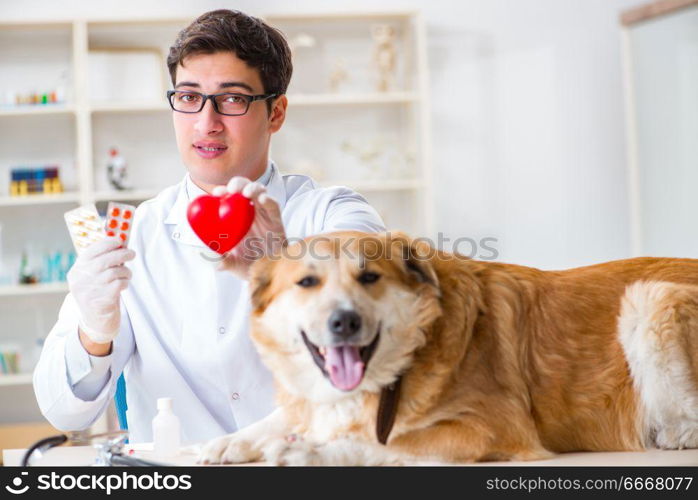 Doctor examining golden retriever dog in vet clinic