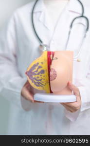 doctor holding Breast Anatomy model. Breast Augmentation Surgery, October Breast Cancer Awareness month, Pregnant, Diagnosis, Beauty woman enlargement and medical concept