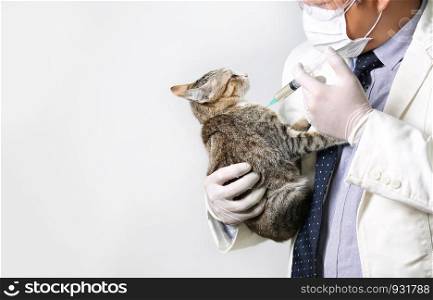 doctor injecting vaccine medicine into cat at animal hospital