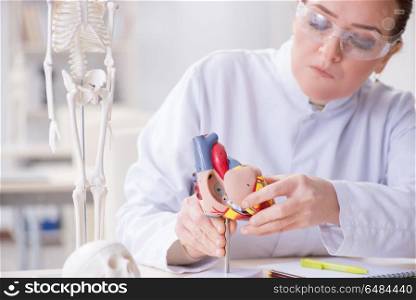 Doctor lecturer explaining various parts of heart