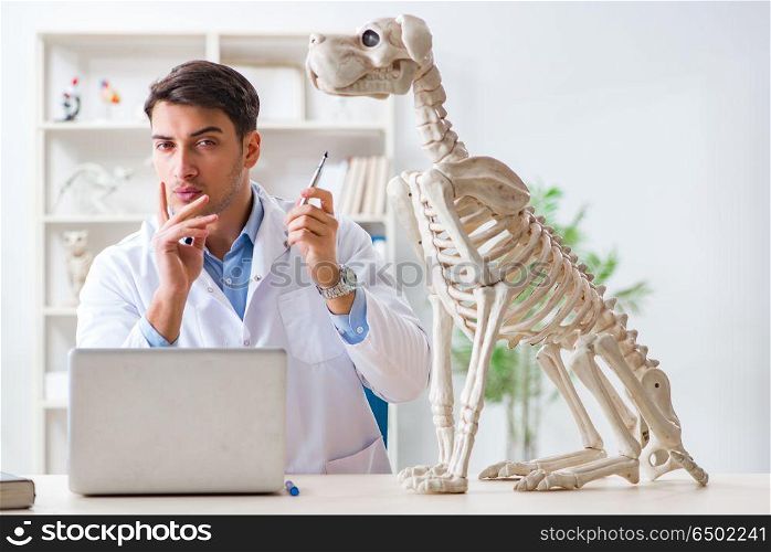 Doctor vet practicing on dog skeleton