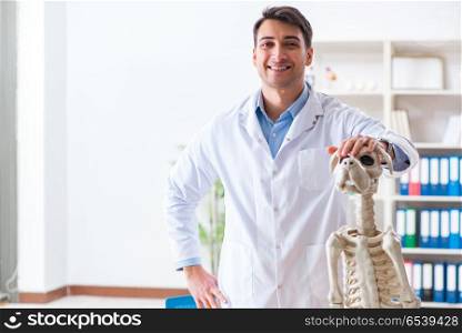 Doctor vet practicing on dog skeleton