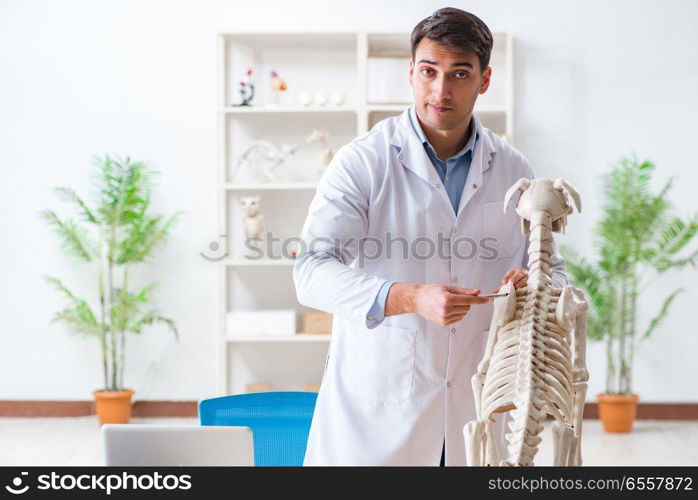 Doctor vet practicing on dog skeleton