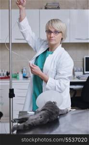 doctor vet woman work at surgery room on ill animal cat and dog giving help and medical care