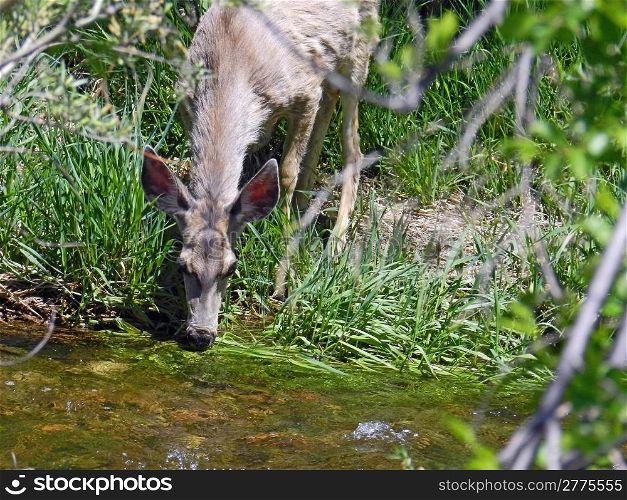 doe deer drinking from stream