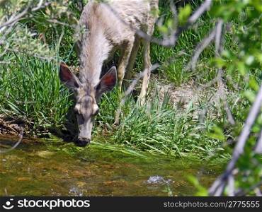 doe deer drinking from stream
