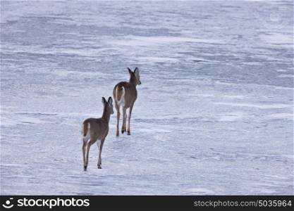 Doe deers walking on ice in Alberta Canada