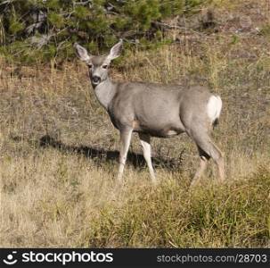Doe mule deer in grass with pine tree