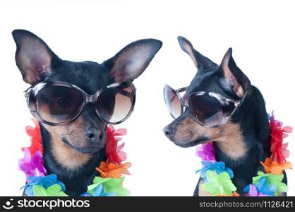 Dog, a puppy in the Hawaiian style isolated. Tourist, traveler., Fashion. Toy Terrier