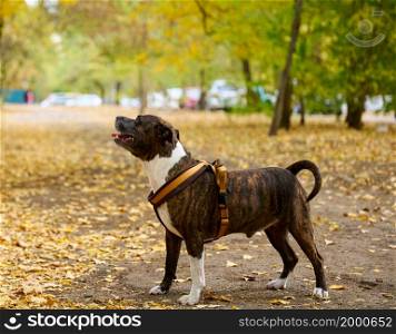 dog American pit bull terrier stands in the autumn park. Tongue sticking out of the mouth, good dog