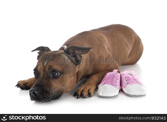 dog and baby slippers in front of white background