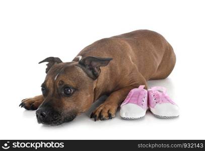 dog and baby slippers in front of white background