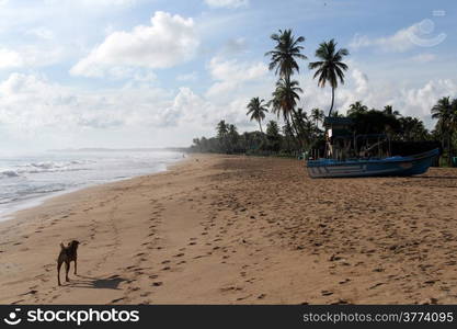 Dog and boat on the Nilaveli beach, Sri Lanka