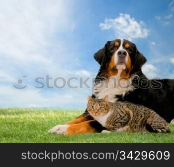 Dog and cat together on grass, sunny spring day and blue sky.