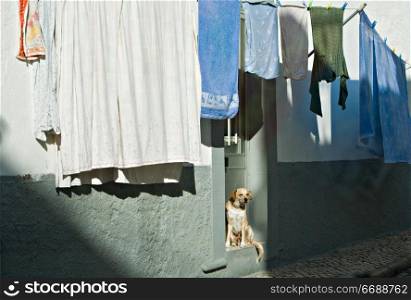 Dog and drying up linen in small city street