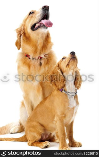 Dog and Puppy