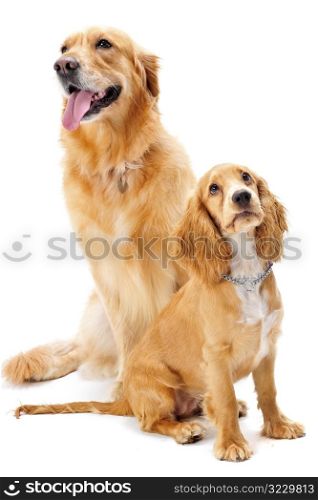 Dog and Puppy