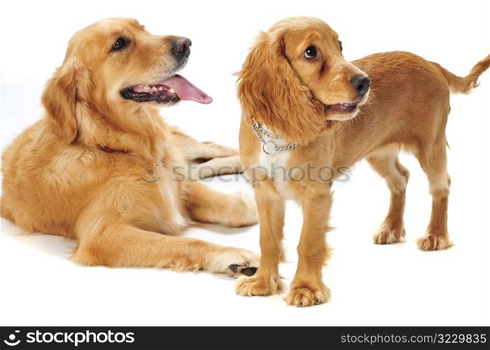Dog and Puppy