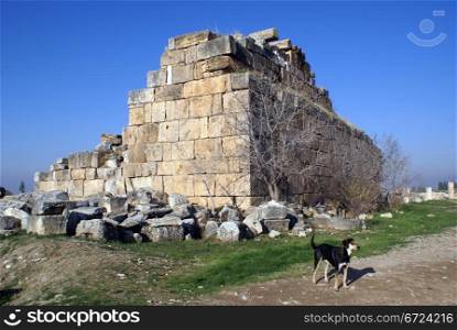 Dog and ruins in Hierapolis near Pamukkale, Turkey