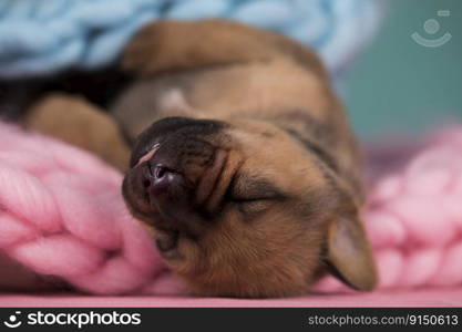 Dog are sleeping on a blanket