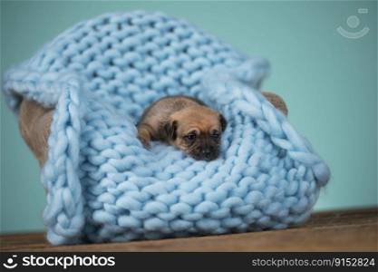 Dog are sleeping on a blanket