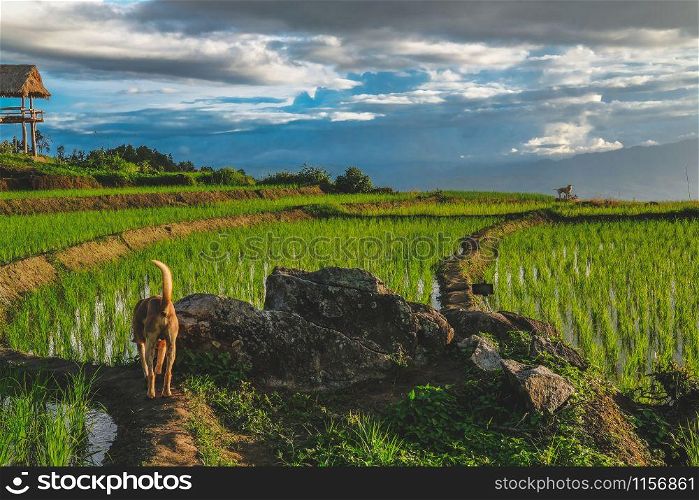 dog at rice terrace paddy field on mountain in rural Thailand