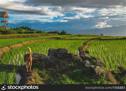dog at rice terrace paddy field on mountain in rural Thailand