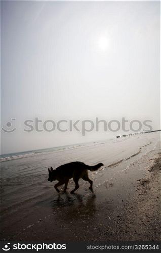 Dog at sea