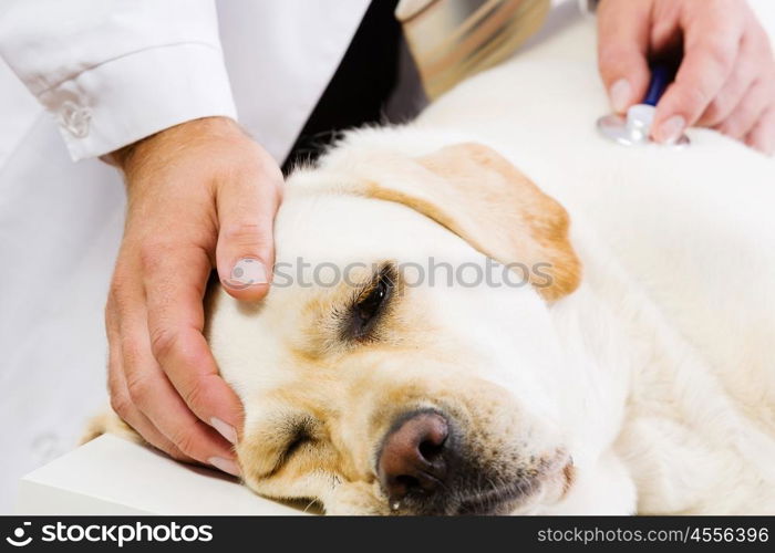 Dog at vet clinic. Labrador lying on table checked up by veterinarian