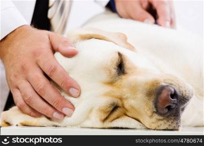 Dog at vet clinic. Labrador lying on table checked up by veterinarian