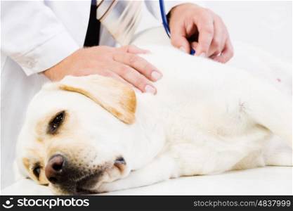 Dog at vet clinic. Labrador lying on table checked up by veterinarian