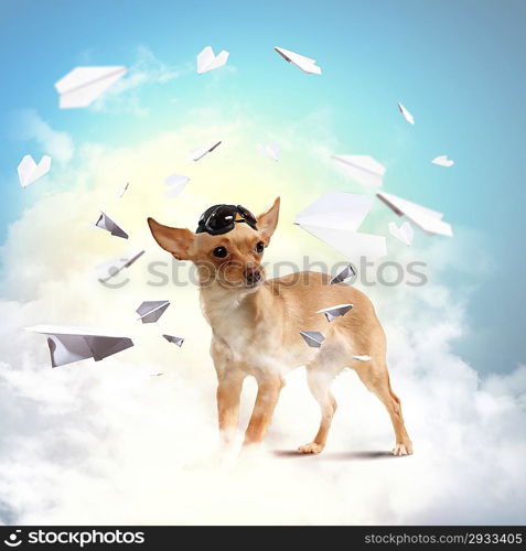 Dog-aviator wearing a helmet pilot. Collage