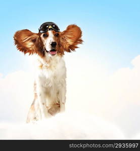 Dog-aviator wearing a helmet pilot. Collage