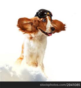 Dog-aviator wearing a helmet pilot. Collage