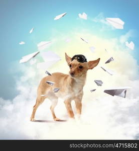 Dog-aviator wearing a helmet pilot. Collage. A dog wearing a helmet pilot. Dreams of the sky. Funny Collage