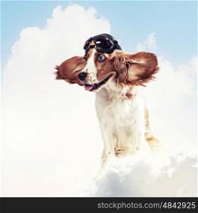 Dog-aviator wearing a helmet pilot. Collage. A dog wearing a helmet pilot. Dreams of the sky. Funny Collage