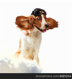 Dog-aviator wearing a helmet pilot. Collage. A dog wearing a helmet pilot. Dreams of the sky. Funny Collage