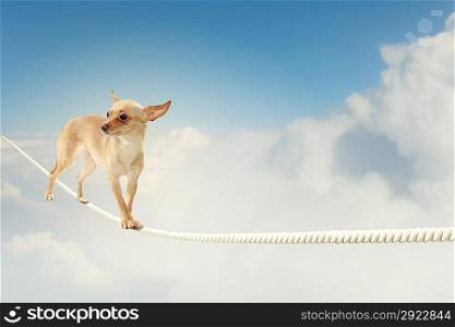 Dog balancing on rope