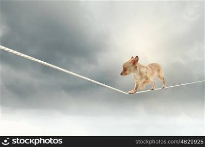 Dog balancing on rope. Image of little dog balancing on rope