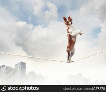 Dog balancing on rope. Image of spaniel dog balancing on rope