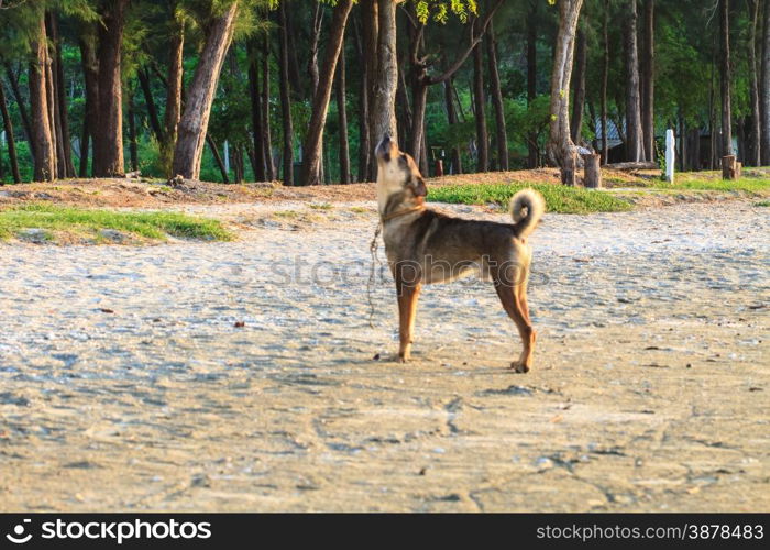 dog bark on the beach in summer at Thailand